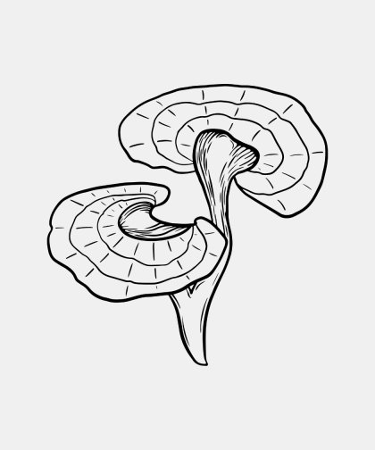 Reishi 90 Capsules Excludes Shipping