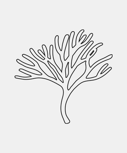 Sea Moss 60 caps Excludes Shipping