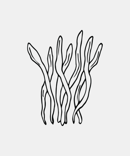 Cordyceps 90 caps Excludes Shipping